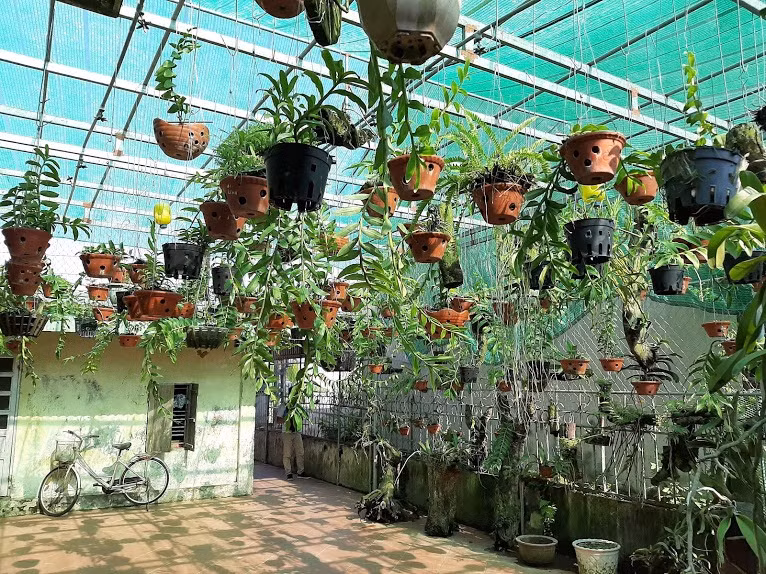 Hiện bác Sâm trồng vườn phong lan với hơn 400 loại hoa lan khác nhau, trong đó có nhiều loại phong lan rừng, hoa lan rừng có giá trị kinh tế cao như phi điệp, đai trâu, giả hạc, trầm tím....