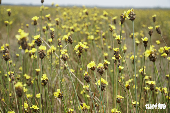 Chúng nở rộ vào khoảng 10-12h, chu kỳ nở hoa kéo dài khoảng 2 tháng Chúng nở rộ vào khoảng 10-12h, chu kỳ nở hoa kéo dài khoảng 2 tháng