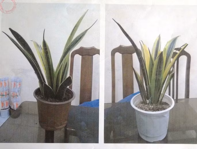 Cây kiểng lưỡi hổ hoàng kim được Tùng thuê xe chở đi bán