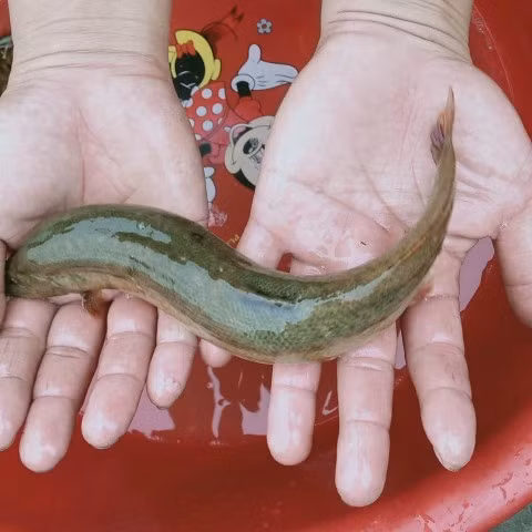 Giá cá chạch thịt (thương phẩm) anh Tư bán 80.000 đồng/kg. Ảnh: Vũ Thượng