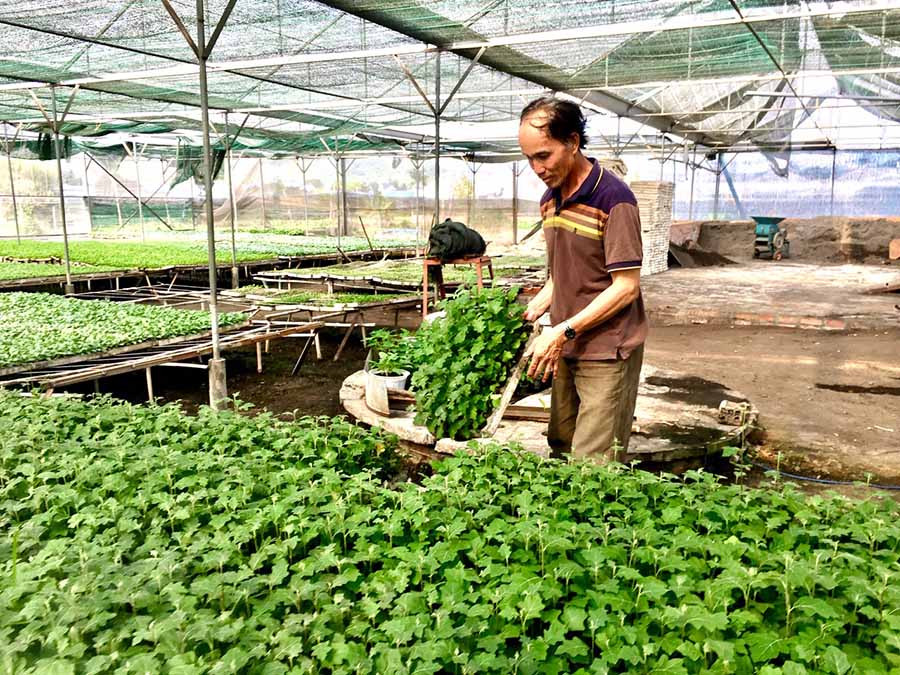 Ông Hưng đang kiểm tra sự phát triển của giống cà gai leo trước khi xuất cho nhà vườn. Ảnh: Quang Tấn Ông Hưng đang kiểm tra sự phát triển của giống cà gai leo trước khi xuất cho nhà vườn. Ảnh: Quang Tấn