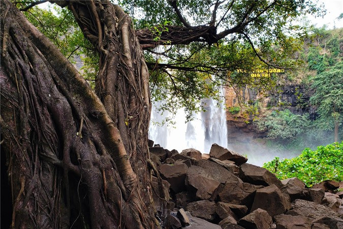 Những gốc cây cổ thụ khổng lồ mọc trên nền đá đen, đối diện thác. Đây là nơi được nhiều du khách chọn làm điểm nghỉ chân dưới những tán cây lớn, đủ xa để an toàn, đủ gần để tận mục sở thị toàn cảnh ngọn thác hùng vĩ Phú Cường.