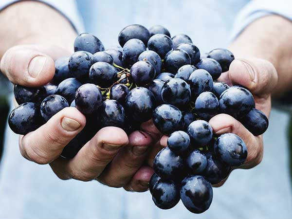 Nho: Dù giàu chất xơ và các dưỡng chất thiết yếu, nho cũng là một loại trái cây mà người bệnh tiểu đường cần kiêng do chứa hàm lượng đường và carbs cao. Nho: Dù giàu chất xơ và các dưỡng chất thiết yếu, nho cũng là một loại trái cây mà người bệnh tiểu đường cần kiêng do chứa hàm lượng đường và carbs cao.