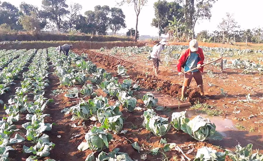 Anh Siu Đu-làng O Yố, xã Ia Băng (huyện Đak Đoa) chuyển đổi diện tích lúa nước sang cây rau màu. Ảnh: Lê Nam