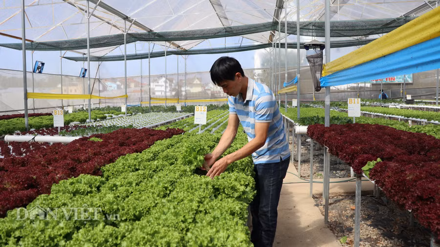 Anh Lê Quốc Đức bên trong vườn rau thủy canh xanh mướt của mình.