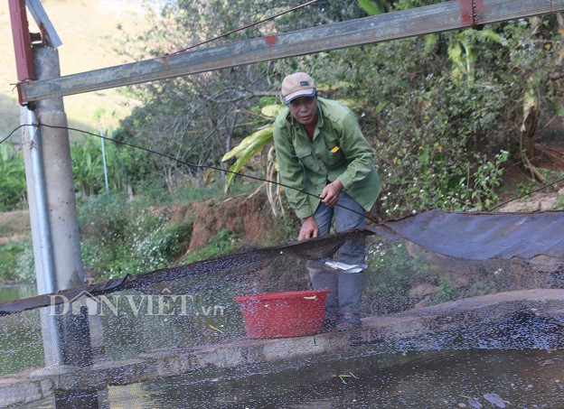 Từ 1 hộ gia đình nghèo có hoàn cảnh khó khăn, ông Địa đã vươn lên thoát nghèo nhờ nuôi cá.