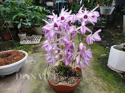 Giò lan Phi điệp Chớp Mỹ này của chị Hoài có giá 2,5 triệu đồng