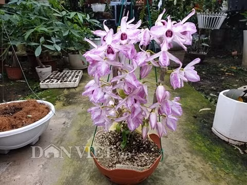 Giò lan Phi điệp Chớp Mỹ này của chị Hoài có giá 2,5 triệu đồng