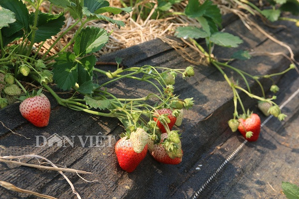 Với đặc điểm quả đỏ, mọng, thơm ngon, giống dâu tây Ha Na có xuất xứ từ Nhật Bản do chị trồng được nhiều khách hàng ưa chuộng và đánh giá cao. Với đặc điểm quả đỏ, mọng, thơm ngon, giống dâu tây Ha Na có xuất xứ từ Nhật Bản do chị trồng được nhiều khách hàng ưa chuộng và đánh giá cao.