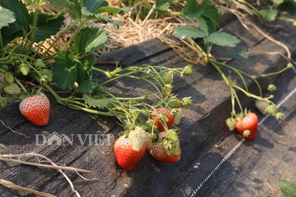 Với đặc điểm quả đỏ, mọng, thơm ngon, giống dâu tây Ha Na có xuất xứ từ Nhật Bản do chị trồng được nhiều khách hàng ưa chuộng và đánh giá cao.