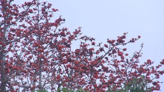 Khi nở hoa gạo có đóa to, cánh dầy và đỏ thắm, nổi bật trên nền xanh của núi, của mây trời tháng Ba. (Ảnh: Khiếu Tư/TTXVN)