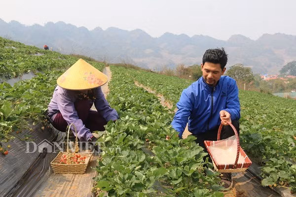  Không chỉ làm kinh tế giỏi, anh Tài còn tạo công ăn việc làm cho 10 người công nhân ở địa phương.