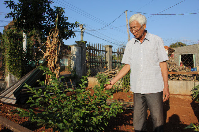 Cây ba chét được ông Hợi mang từ quê rừng núi huyện Tương Dương, tỉnh Nghệ An vào tỉnh Đắk Lắk trồng ở góc sân trước nhà. Ảnh: PL