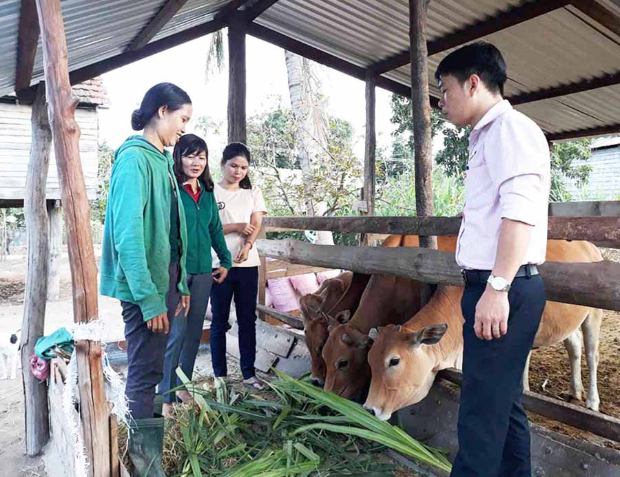  Nhờ nguồn vốn tín dụng chính sách, gia đình chị Ksor Hvoak (thôn Hlil 1, xã Ia Ma Rơn, huyện Ia Pa) đã có điều kiện đầu tư chăn nuôi bò sinh sản. Ảnh: S.C