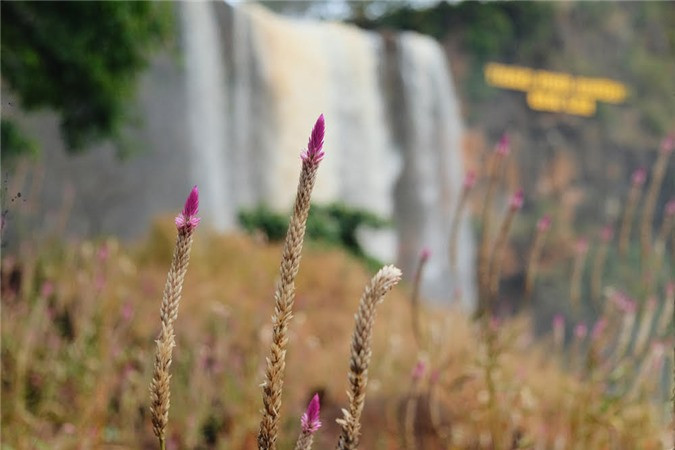 ...đến những loài hoa lạ mọc đầy dưới chân thác, chen lẫn hệ thống đá chồng đen tuyền của tàn tích núi lửa triệu năm.