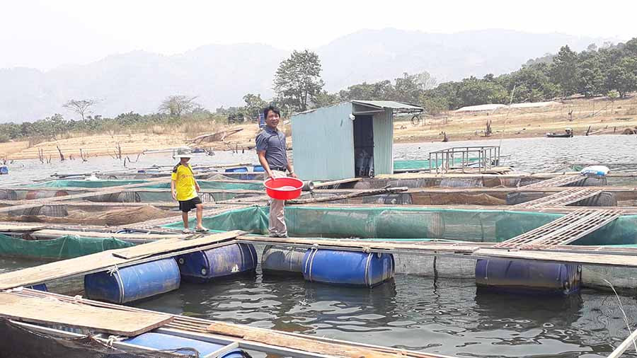 Anh Trần Vũ Hùng-thành viên HTX Nông nghiệp và Nuôi trồng thủy sản Ia Grăng cho cá ăn. Ảnh: G.H Anh Trần Vũ Hùng-thành viên HTX Nông nghiệp và Nuôi trồng thủy sản Ia Grăng cho cá ăn. Ảnh: G.H