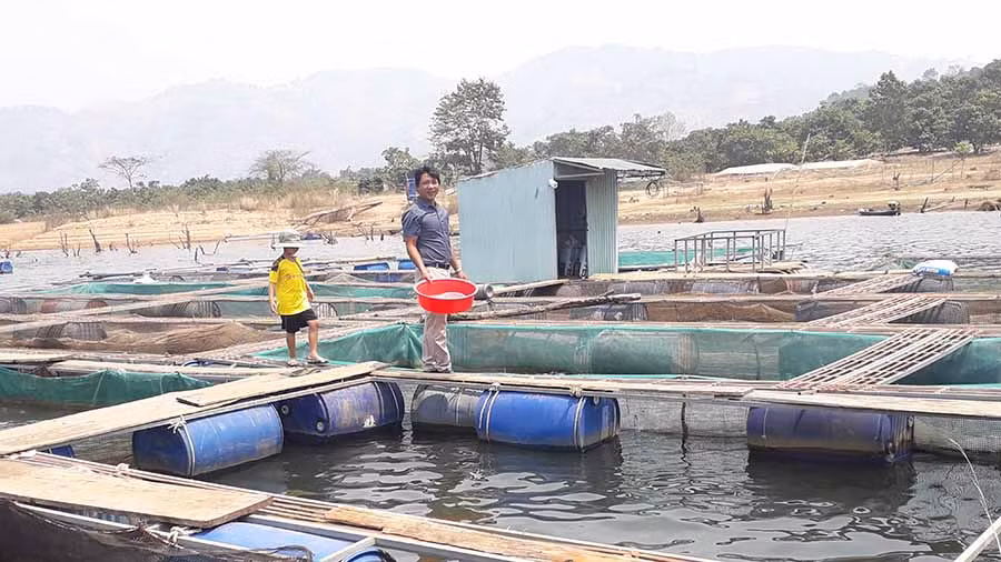  Anh Trần Vũ Hùng-thành viên HTX Nông nghiệp và Nuôi trồng thủy sản Ia Grăng cho cá ăn. Ảnh: G.H