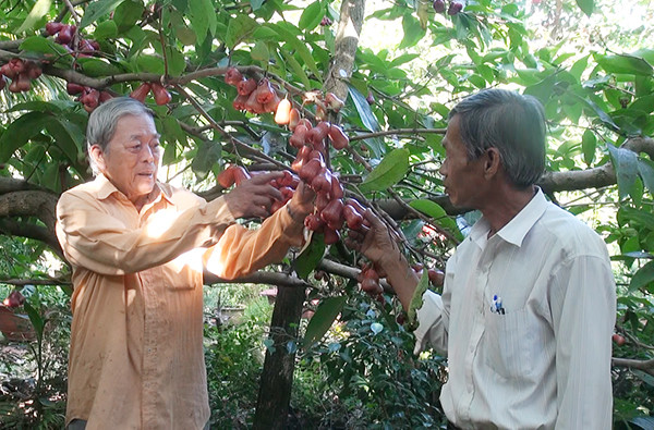 Ông Phạm Thành Minh (bên trái, thôn Sông Cầu, xã Nghĩa Thành, huyện Châu Đức, tỉnh Bà Rịa-Vũng Tàu) giới thiệu kỹ thuật chăm sóc cho mận ngon, giòn với khách.
