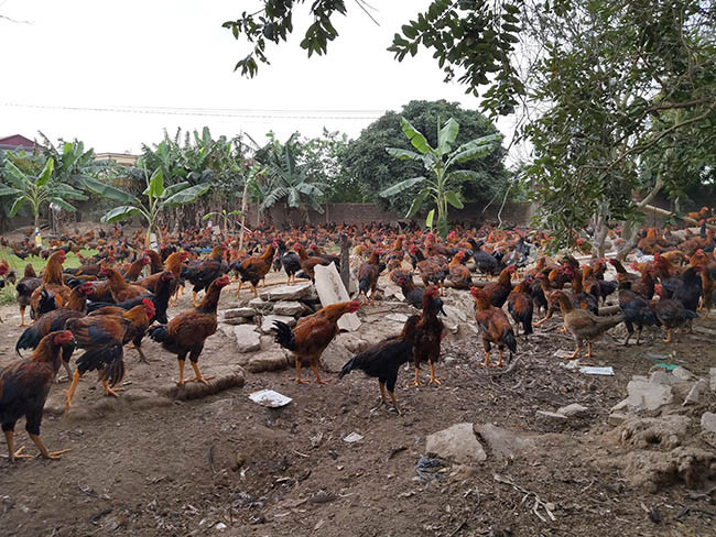 Theo anh Tuân "Cám cho gà phải được mua từ các cơ sở sản xuất có uy tín, đảm bảo chất lượng. Sau khi nhập cám về phải đảm bảo nơi khô thoáng, tránh ẩm thấp". Ảnh: Minh Ngọc. Theo anh Tuân