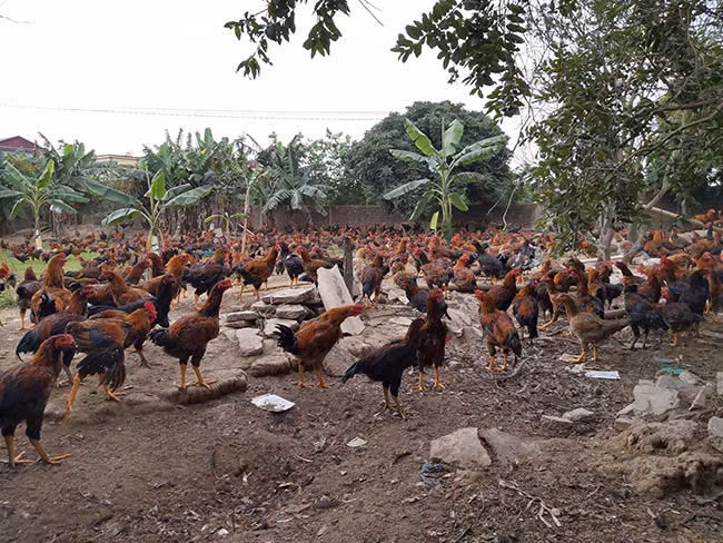 Theo anh Tuân "Cám cho gà phải được mua từ các cơ sở sản xuất có uy tín, đảm bảo chất lượng. Sau khi nhập cám về phải đảm bảo nơi khô thoáng, tránh ẩm thấp". Ảnh: Minh Ngọc. Theo anh Tuân