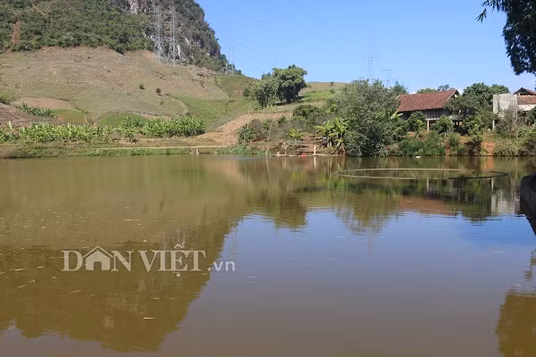  Ao của ông Địa rộng 9.000m2, nuôi các loại cá, như: Chép, trắm cỏ, rô phi.