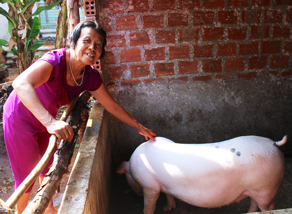 Từ số tiền hỗ trợ của Báo Gia Lai và các Mạnh Thường Quân, bà Võ Thị Diệu (xã Nghĩa Hưng, huyện Chư Pah) đã xây chuồng, nuôi heo để tạo sinh kế. Ảnh: M.T Từ số tiền hỗ trợ của Báo Gia Lai và các Mạnh Thường Quân, bà Võ Thị Diệu (xã Nghĩa Hưng, huyện Chư Pah) đã xây chuồng, nuôi heo để tạo sinh kế. Ảnh: M.T