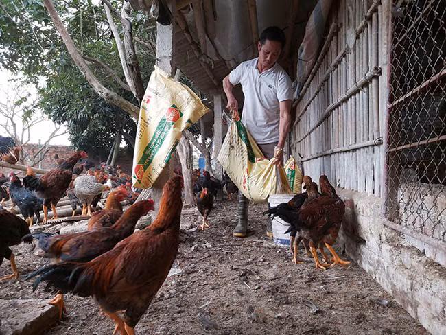 Theo anh Tuân "Cám cho gà phải được mua từ các cơ sở sản xuất có uy tín, đảm bảo chất lượng. Sau khi nhập cám về phải đảm bảo nơi khô thoáng, tránh ẩm thấp". Ảnh: Minh Ngọc. Theo anh Tuân