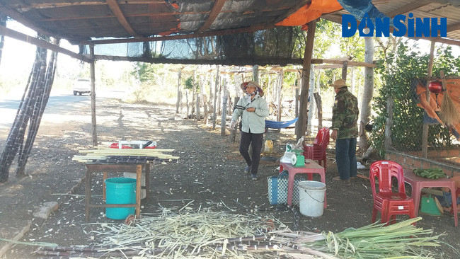 Bán mía ngọt ven đường Quốc lộ 25 đã cho người dân cuộc sống ổn định hơn