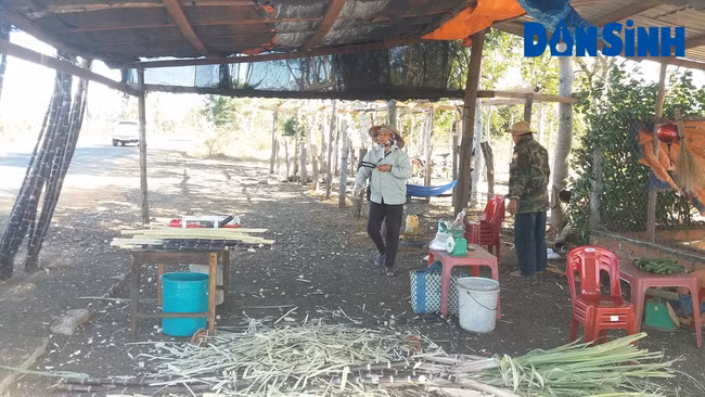 Bán mía ngọt ven đường Quốc lộ 25 đã cho người dân cuộc sống ổn định hơn