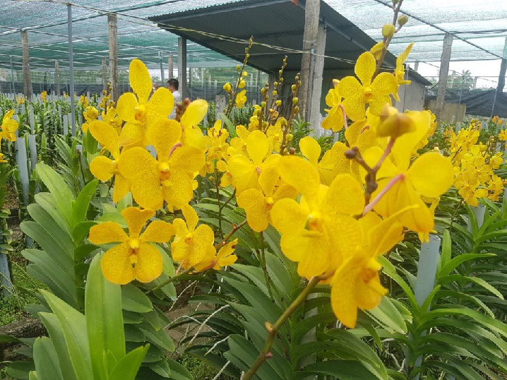 Mỗi cành lan Mokara như thế này có giá bán từ 8.000 - 10.000 đồng. Mỗi cành lan Mokara như thế này có giá bán từ 8.000 - 10.000 đồng.