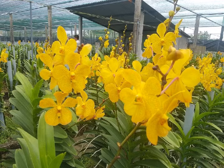  Mỗi cành lan Mokara như thế này có giá bán từ 8.000 - 10.000 đồng.