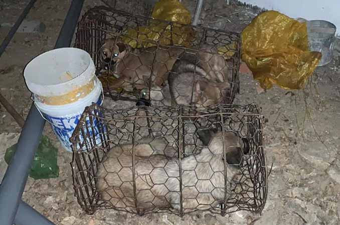 Đối tượng Vân đã trộm được 4 con chó ở thời điểm bị bắt. Ảnh: Văn Ngọc 