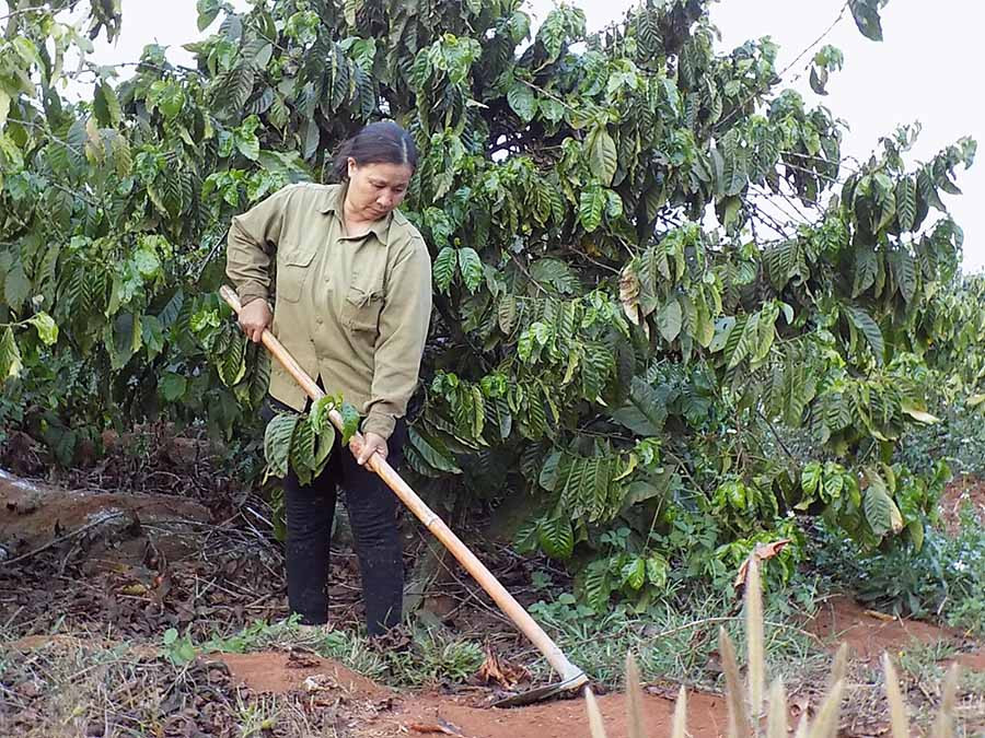 Bà con nông dân tại thôn Ia Klai xã Ia Băng chăm sóc vườn cà phê. Ảnh: Thanh Nhật