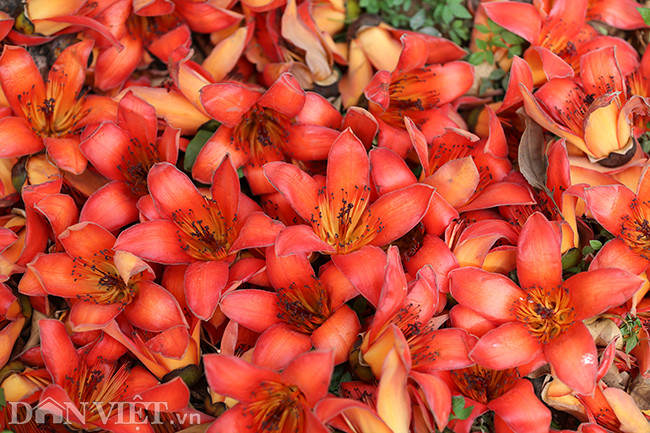 Màu hoa gạo khiến nhiều người xa xứ sống giữa Thủ đô như được vỗ về tâm trí, gợi lại tuổi thơ, gợi lại nỗi nhớ với miền quê xa xôi nào đó.