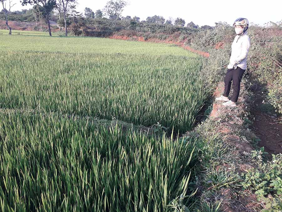 Cánh đồng lúa tại Ia Brang (xã Ia Băng, huyện Đak Đoa) đang chuẩn bị trổ bông thì bị hạn có nguy cơ mất trắng. Ảnh: Lê Nam  Lúa tại cánh đồng Ia Brang (xã Ia Băng, huyện Đak Đoa) đang chuẩn bị trổ bông thì bị hạn, có nguy cơ mất trắng. Ảnh: Lê Nam