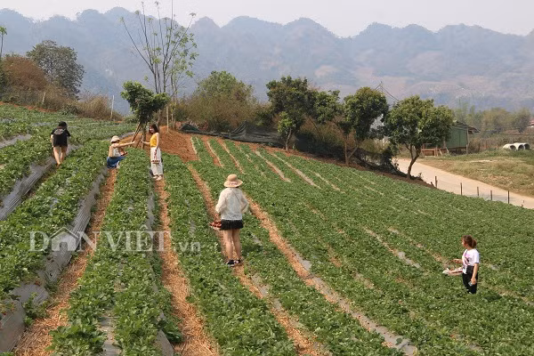 Với cách làm hay, vườn dâu tây của anh Tài luôn thu hút nhiều khách du lịch đến tham quan và trải nghiệm.