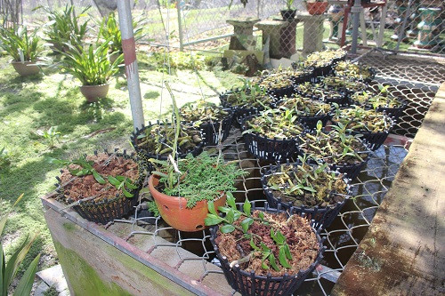 Những giò phong lan nghinh xuân đang nở hoa tại vườn lan rừng của anh Long. Ảnh: N. Duyên.