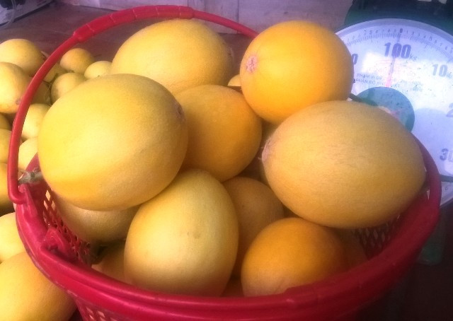 Ngắm những trái dưa vàng đẹp như trong như phim đã thôi thúc Khoa quyết tâm xây dựng mô hình trồng dưa vàng CNC trên mảnh đất khó khăn là huyện miền núi Cẩm Thủy, tỉnh Thanh Hóa.