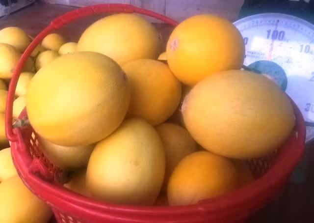 Ngắm những trái dưa vàng đẹp như trong như phim đã thôi thúc Khoa quyết tâm xây dựng mô hình trồng dưa vàng CNC trên mảnh đất khó khăn là huyện miền núi Cẩm Thủy, tỉnh Thanh Hóa.