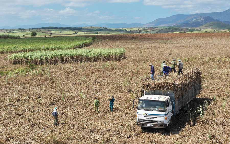 Người dân huyện Kbang thu hoạch mía. Ảnh: L.N