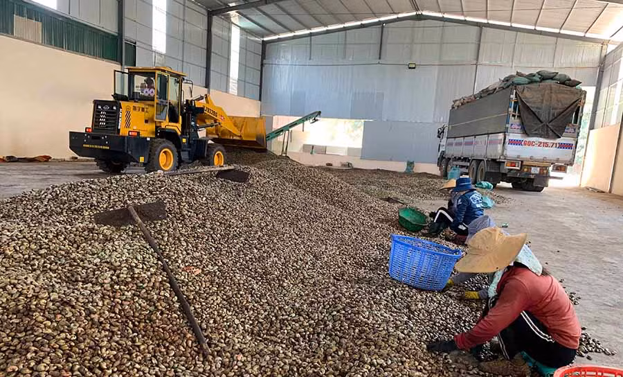  Công nhân Công ty TNHH một thành viên Quang Sáng Đức Cơ phân loại hạt điều. Ảnh: H.D