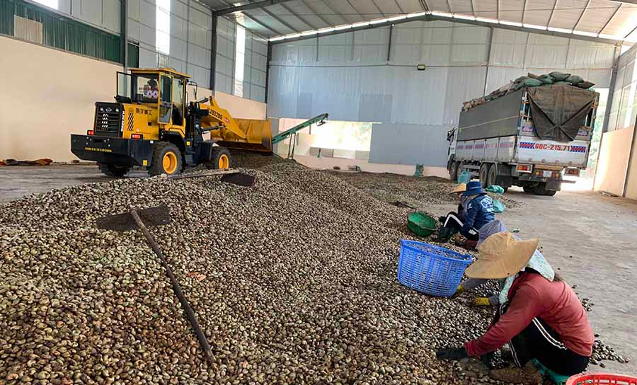  Công nhân Công ty TNHH một thành viên Quang Sáng Đức Cơ phân loại hạt điều. Ảnh: H.D