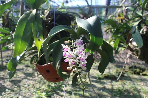 Anh Nguyễn Văn Long cho hay, vườn phong lan của anh Long ít khi có nhiều giò hoa nở rộ vì khách đến tham quan liên tục. Nhiều khách thăm quan vườn lan thấy giò lan ra hoa đẹp là họ mua về chơi. Ảnh: N. Duyên.