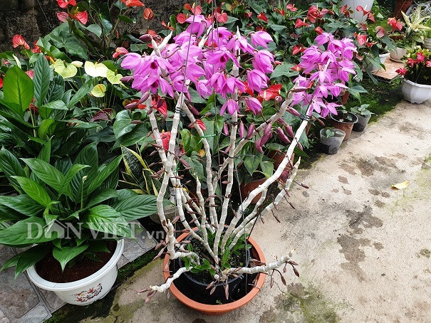 Giò lan Trầm đỏ trong vườn nhà chị Hoài có giá 3,5 triệu đồng.