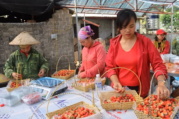 Không chỉ làm kinh tế giỏi, chị Bảy còn tạo công ăn việc làm cho 10 công nhân địa phương với mức lương từ 4 triệu - 5 triệu đồng/tháng.
