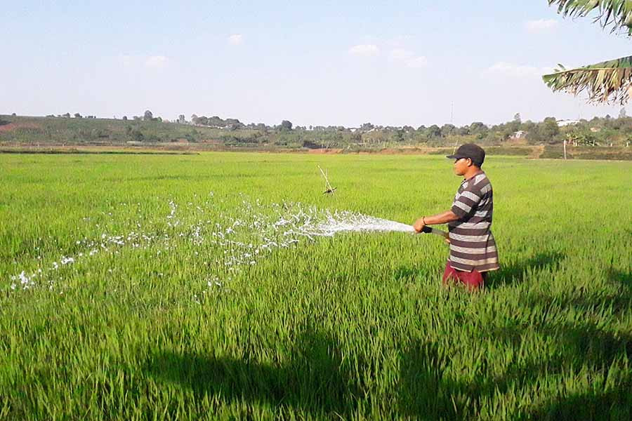 Anh Djêm (làng O Yố, xã Ia Băng, huyện Đak Đoa) đang tưới chống hạn cho lúa tại cánh đồng Ia Không. Ảnh: L.N  Anh Djêm (làng O Yố, xã Ia Băng, huyện Đak Đoa) đang tưới chống hạn cho lúa tại cánh đồng Ia Không. Ảnh: L.N