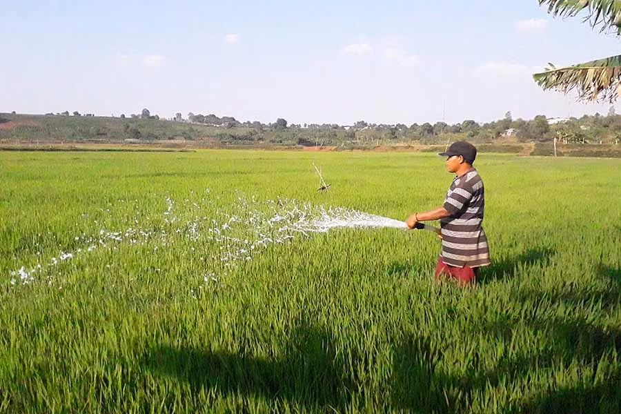  Anh Djêm (làng O Yố, xã Ia Băng, huyện Đak Đoa) đang tưới chống hạn cho lúa tại cánh đồng Ia Không. Ảnh: L.N