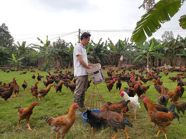 Bằng các phương pháp chăn nuôi an toàn sinh học, hiện đàn gà thả vườn 7.000 con của anh Phạm Văn Tuân, trú tại xã Gia Lương, huyện Gia Lộc (Hải Dương) vẫn "bình an vô sự". Ảnh: Minh Ngọc Bằng các phương pháp chăn nuôi an toàn sinh học, hiện đàn gà thả vườn 7.000 con của anh Phạm Văn Tuân, trú tại xã Gia Lương, huyện Gia Lộc (Hải Dương) vẫn