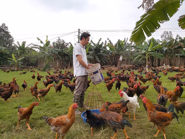Bằng các phương pháp chăn nuôi an toàn sinh học, hiện đàn gà thả vườn 7.000 con của anh Phạm Văn Tuân, trú tại xã Gia Lương, huyện Gia Lộc (Hải Dương) vẫn "bình an vô sự". Ảnh: Minh Ngọc Bằng các phương pháp chăn nuôi an toàn sinh học, hiện đàn gà thả vườn 7.000 con của anh Phạm Văn Tuân, trú tại xã Gia Lương, huyện Gia Lộc (Hải Dương) vẫn