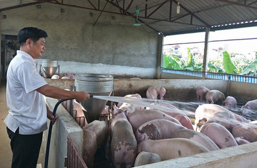 Người dân mong muốn tái đàn lợn nhưng đang gặp khó khăn vì giá lợn giống tăng cao. Ảnh: T.L Người dân mong muốn tái đàn lợn nhưng đang gặp khó khăn vì giá lợn giống tăng cao. Ảnh: T.L